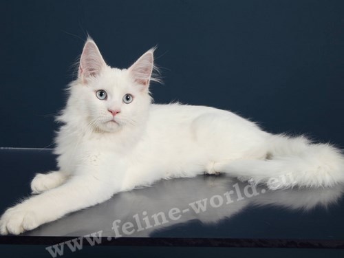 maine_coon_8 (Race)